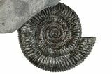 Jurassic Ammonite (Dactylioceras) Fossil - England #279544-1
